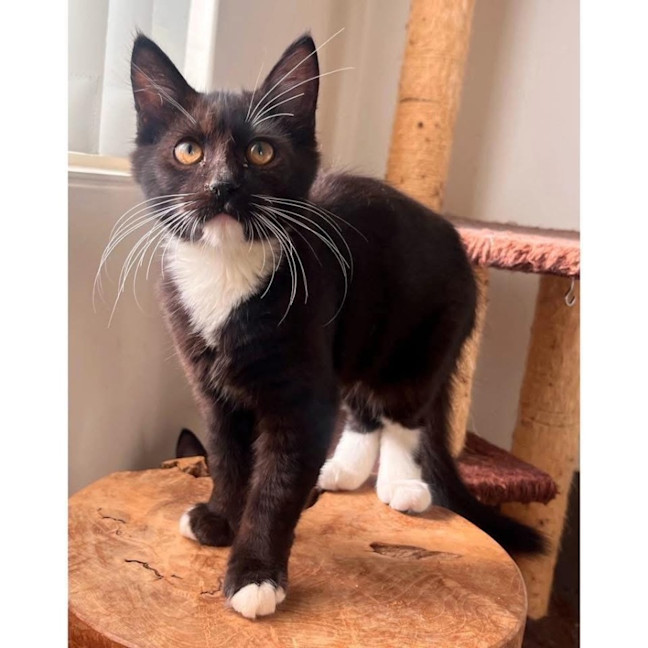 Photo of 11938   Rachael