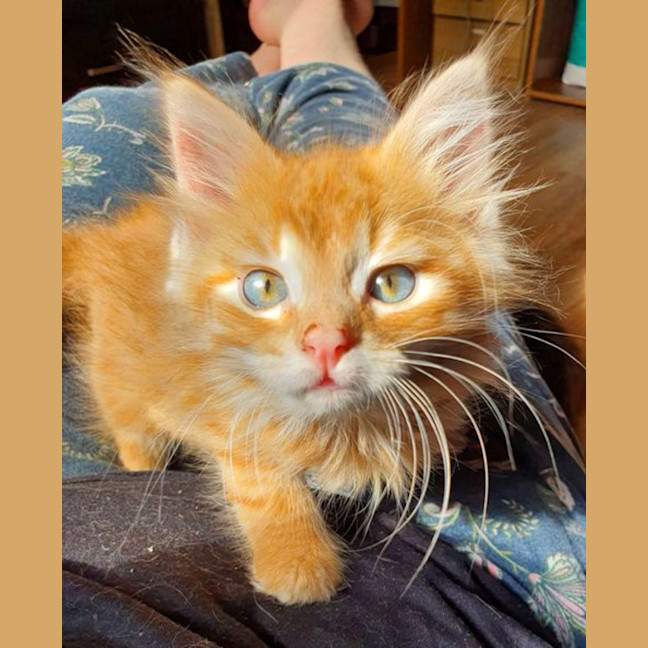 Photo of Henry