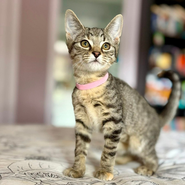 Photo of Lulu   In Foster Care In Templestowe 