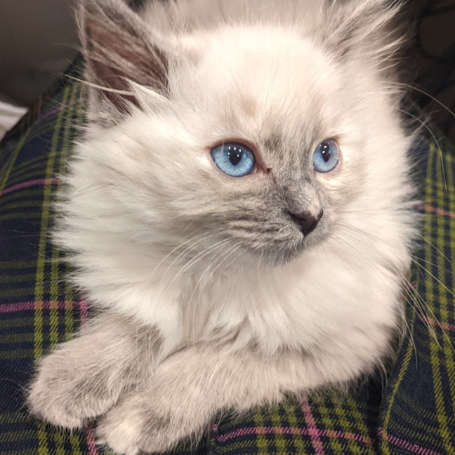Photo of Tumble