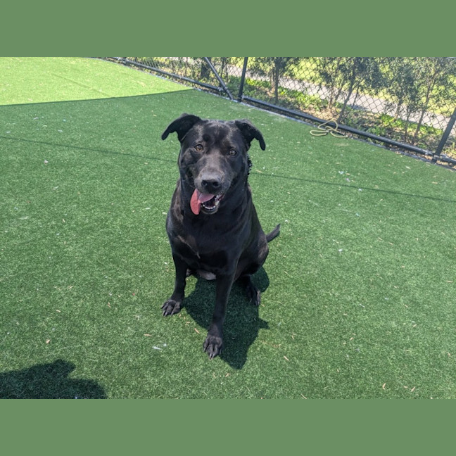 Photo of Leeloo Imp 2795