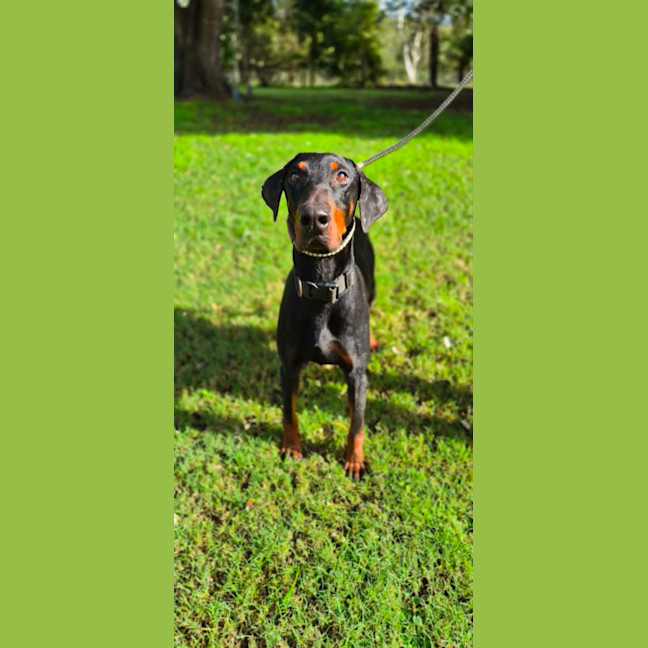 Photo of Yoda