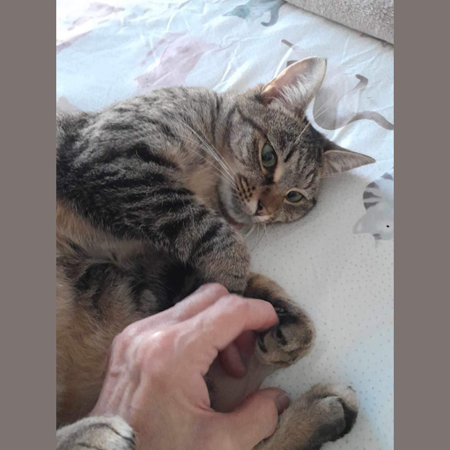 Photo of Twila Meet Me@Petstock Dandenong Store