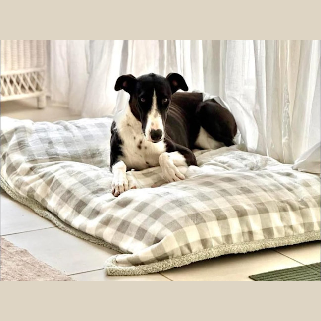 Photo of Solitaire 