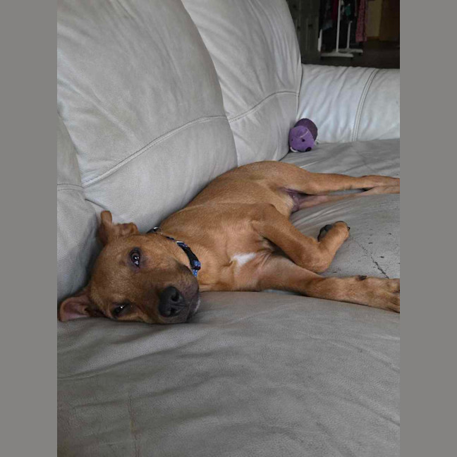Photo of Boone