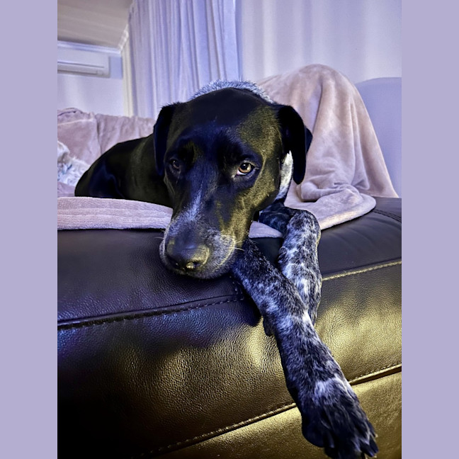 Photo of Archie