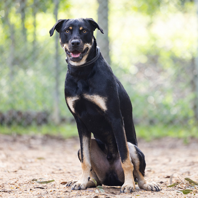 Photo of Bear