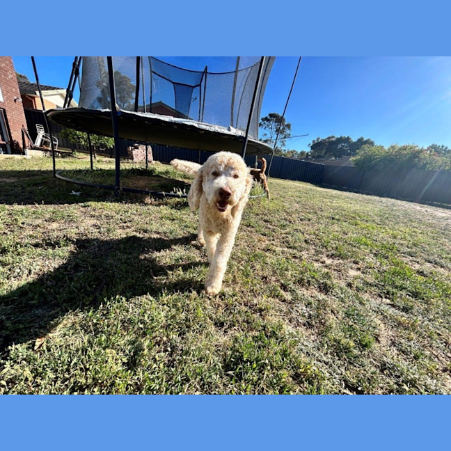 Photo of Patch And Stella Valenti