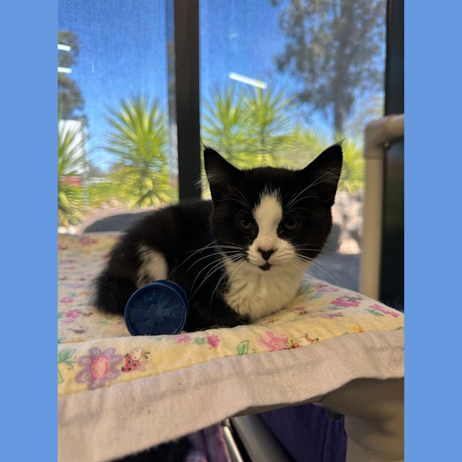 Photo of Sleepy Sloth