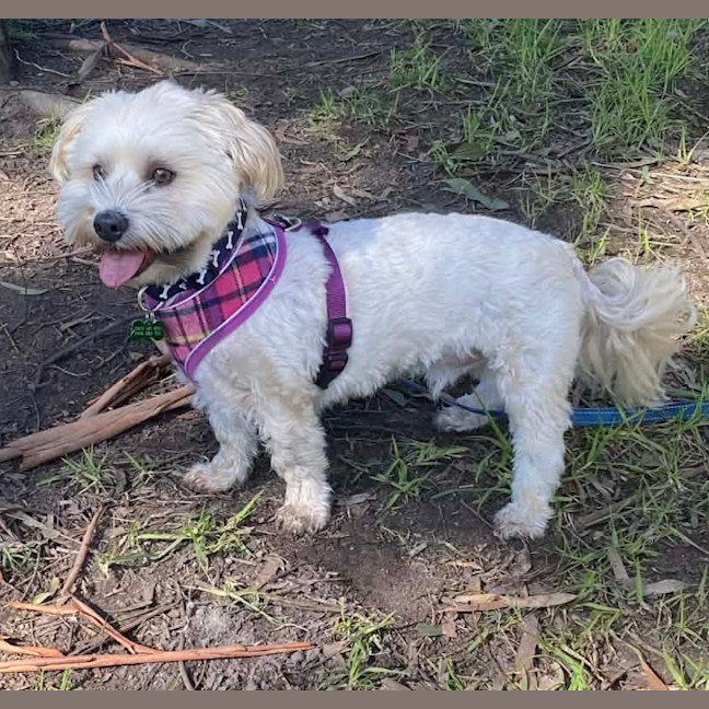 Photo of Toto