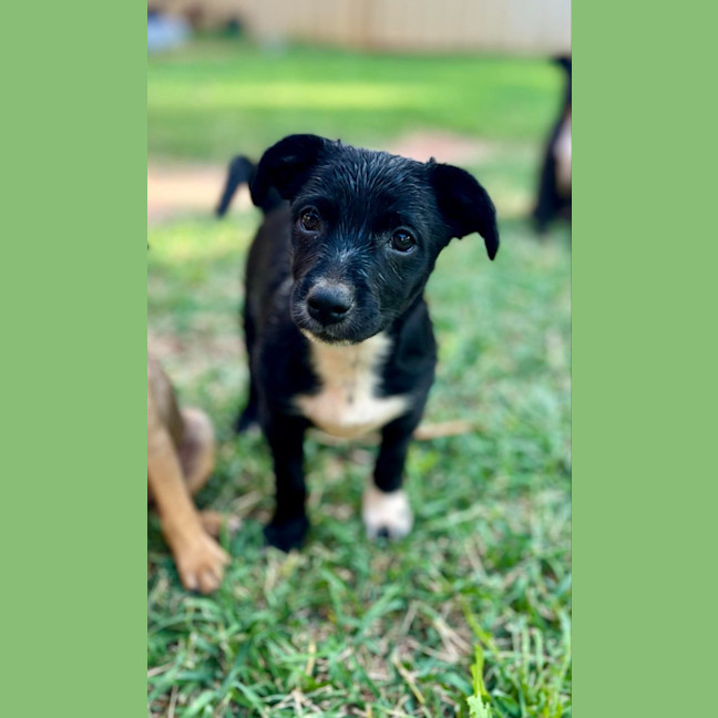 Photo of Peanut