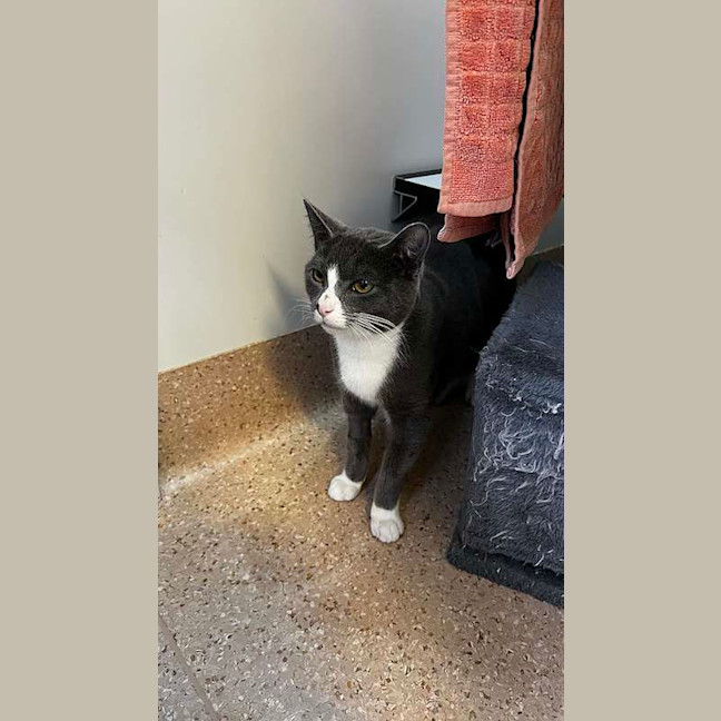 Photo of Scooter