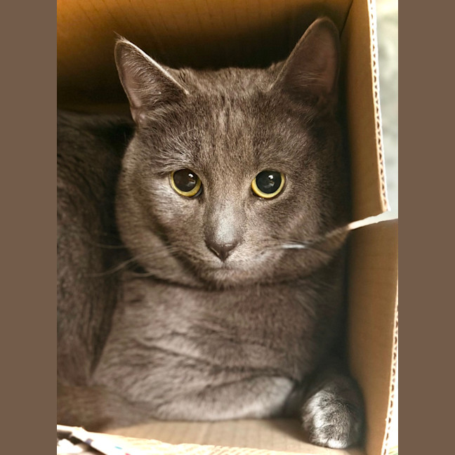 Photo of Blue