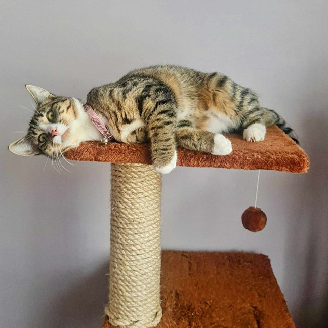 Photo of Octavia   Located In Fawkner
