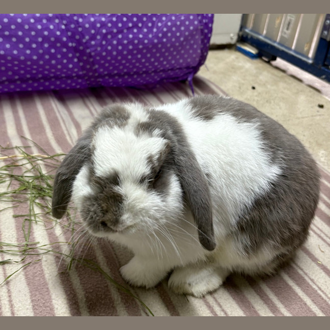 Photo of Cabbage Patch