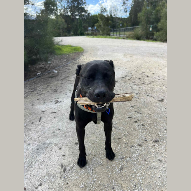 Photo of Boof   2 Year Old Labrador X Staffy