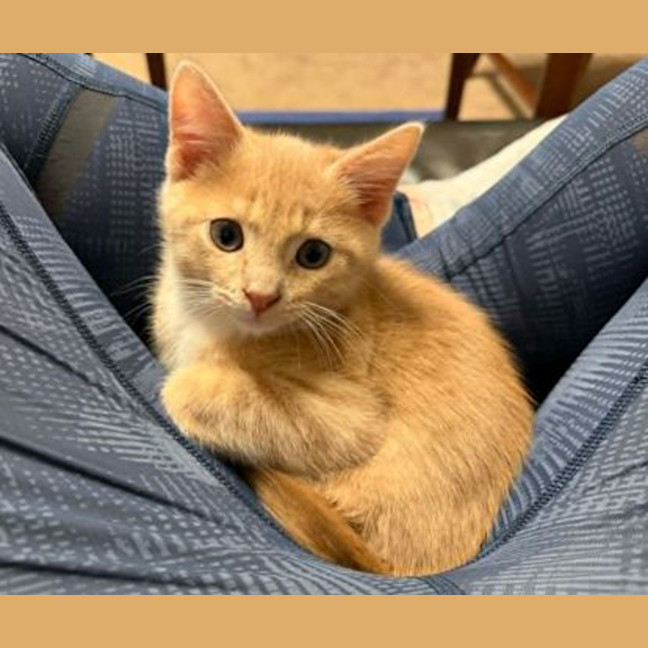 Photo of Nugget
