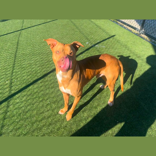 Photo of Pizza Imp 1385