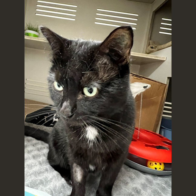 Photo of Tomy   $50 Ringworm Foster To Adopt