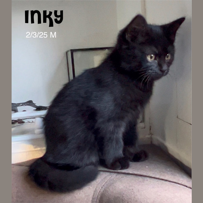 Photo of Inky