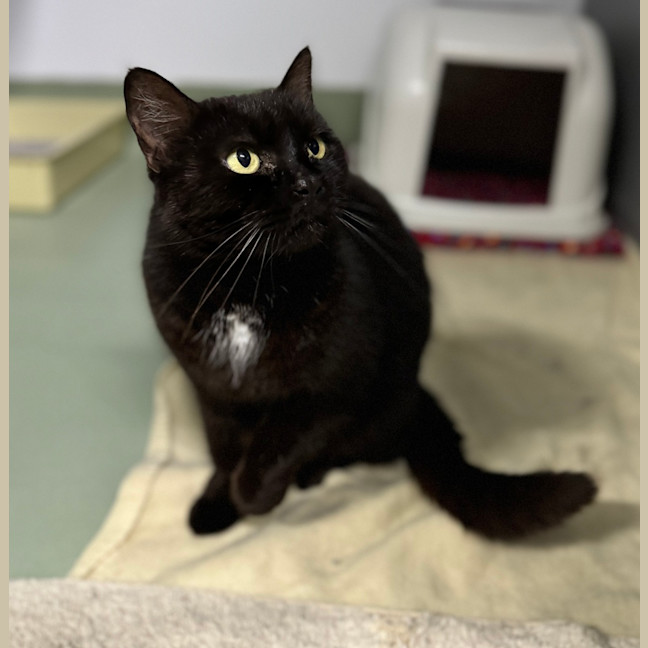 Photo of Salem