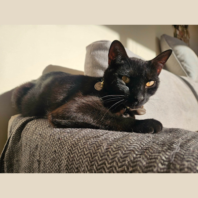 Photo of Perdie