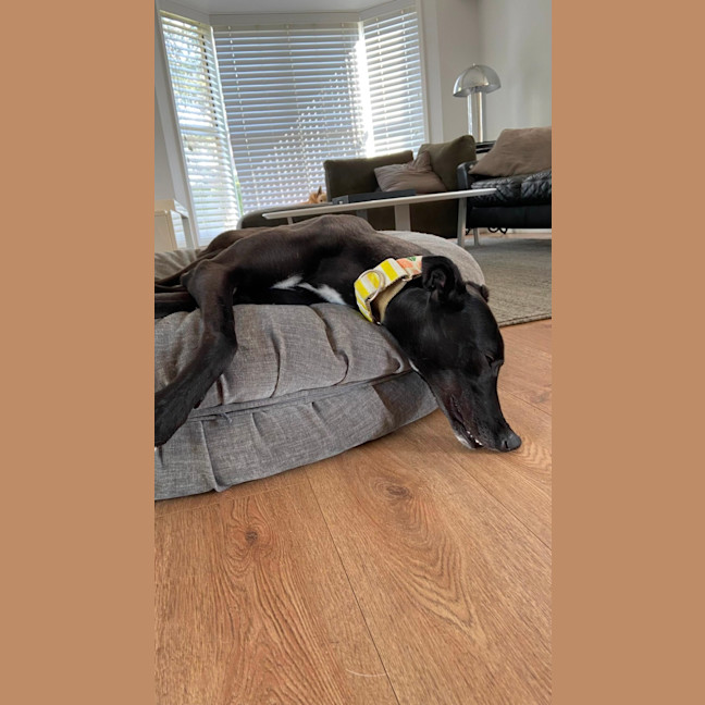 Photo of Danni, The Greyhound