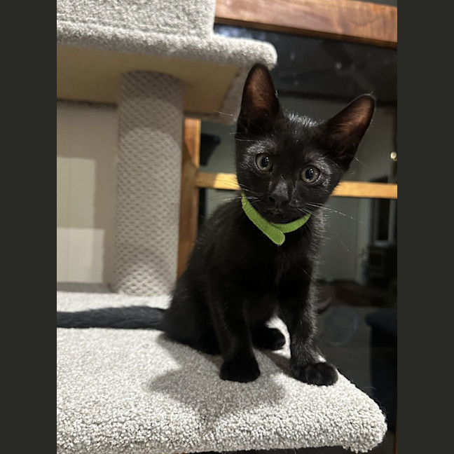 Photo of The Riddler