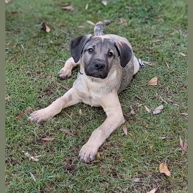 Photo of Bandit