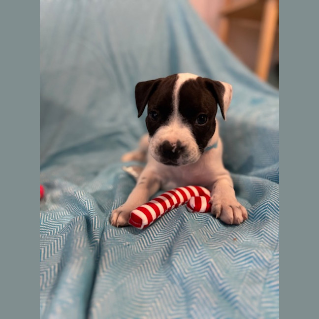 Photo of Alfie