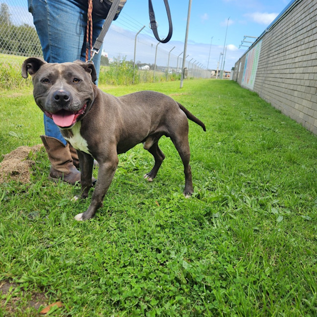 Photo of Ollie   50624