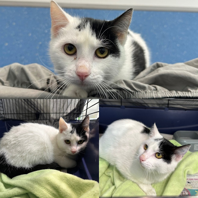 Photo of Spot