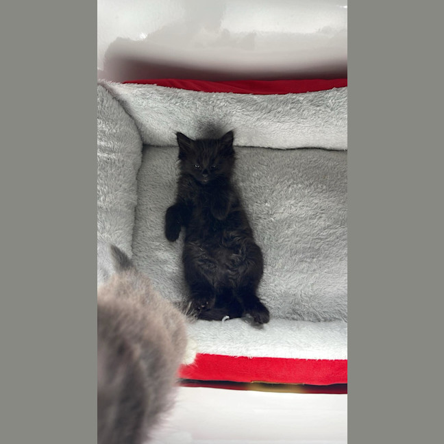 Photo of Charlie Meet Me@Petstock Keysborough Store 