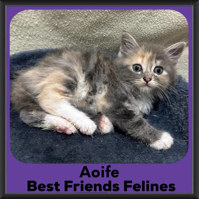 Photo of Aoife