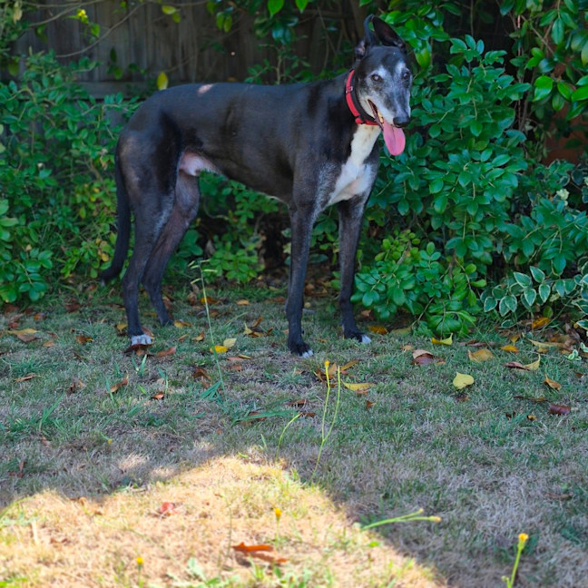 Photo of Vinnie