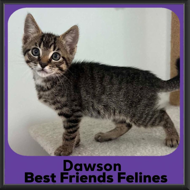 Photo of Dawson