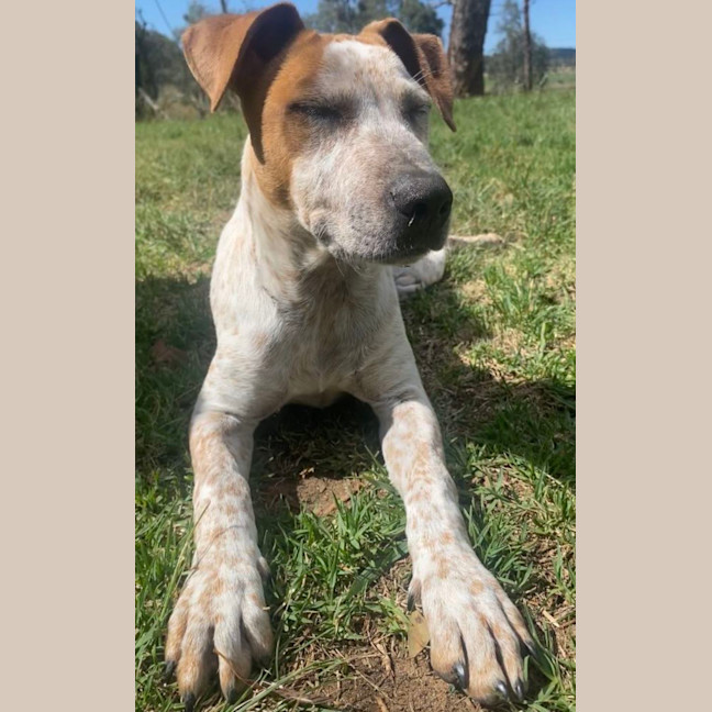 Photo of Rusty ~ Red Cattle Dog Puppy
