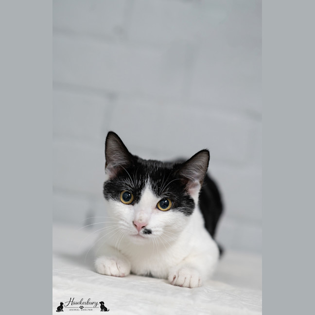 Photo of Oreo