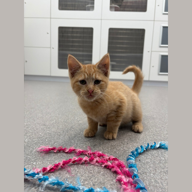 Photo of Garfield
