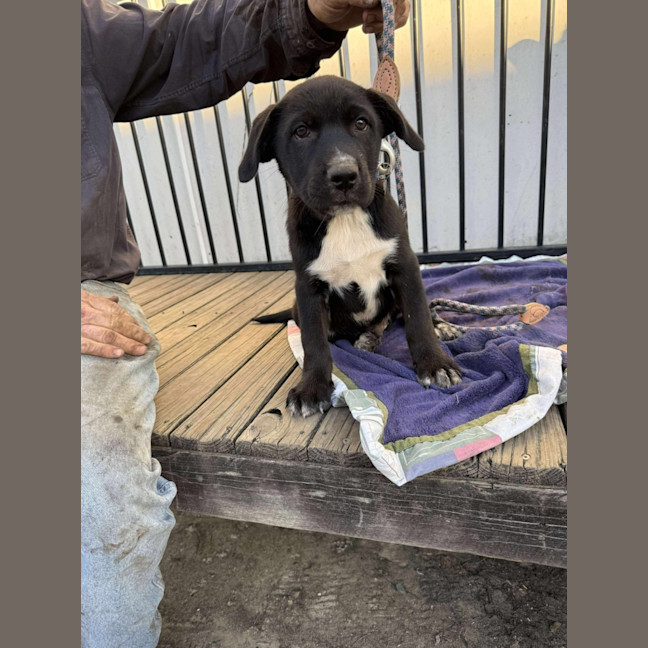 Photo of Onyx 