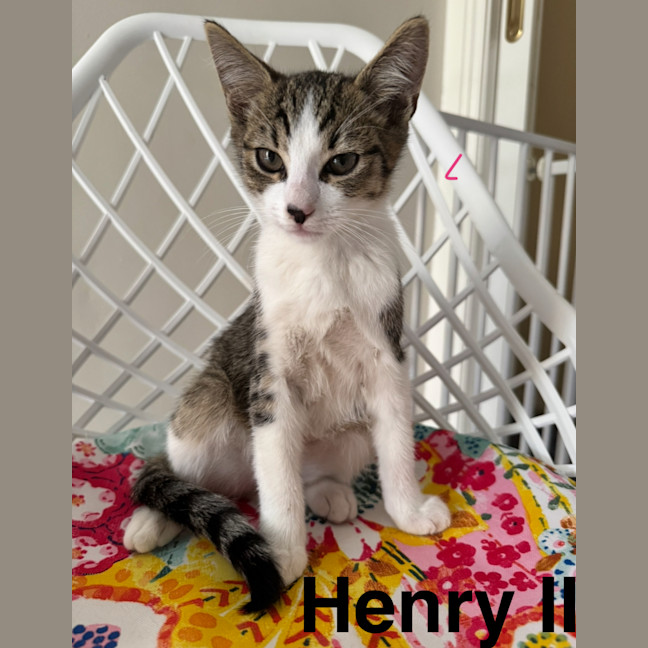 Photo of Dennis, Pablo, Picasso And Henry Ii