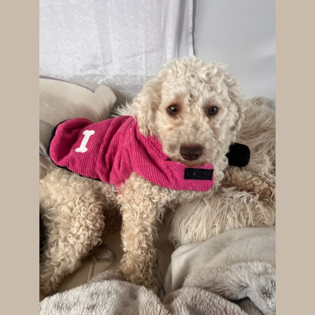 Photo of Pearl