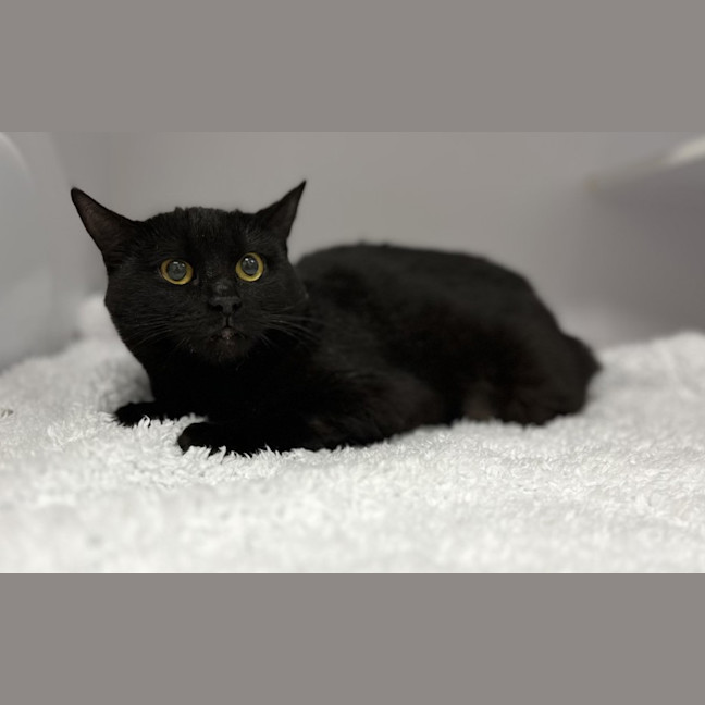 Photo of Tilly