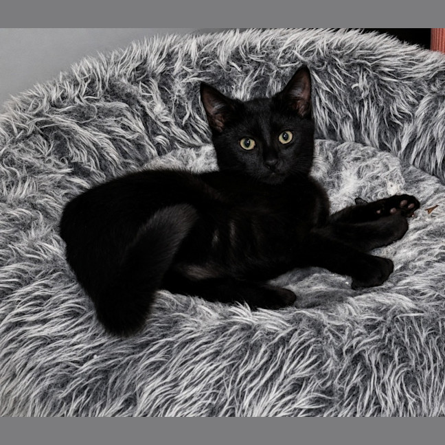Photo of Hattie