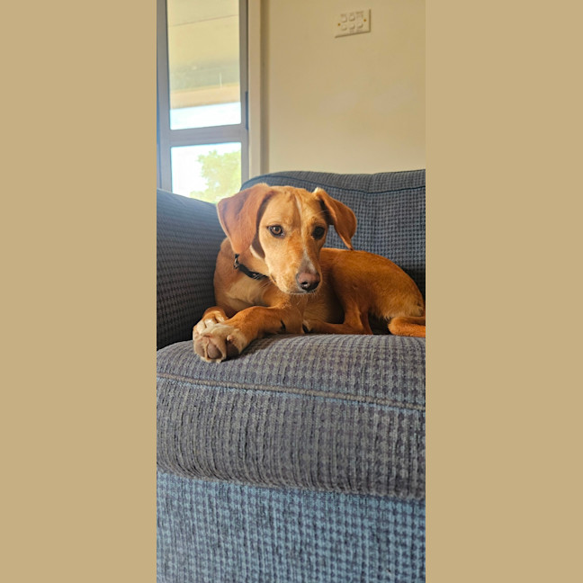 Photo of Lily   10 Month Old Beagle X Kelpie