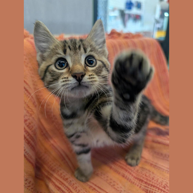 Photo of Savoury Pudding