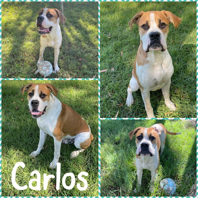 Photo of Carlos