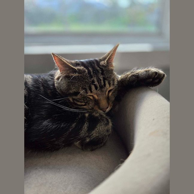 Photo of Buddy