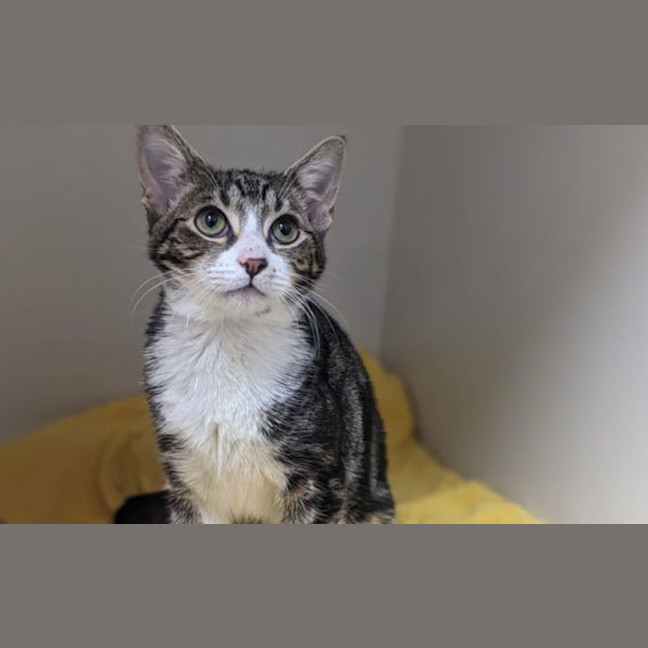 Photo of Romeo