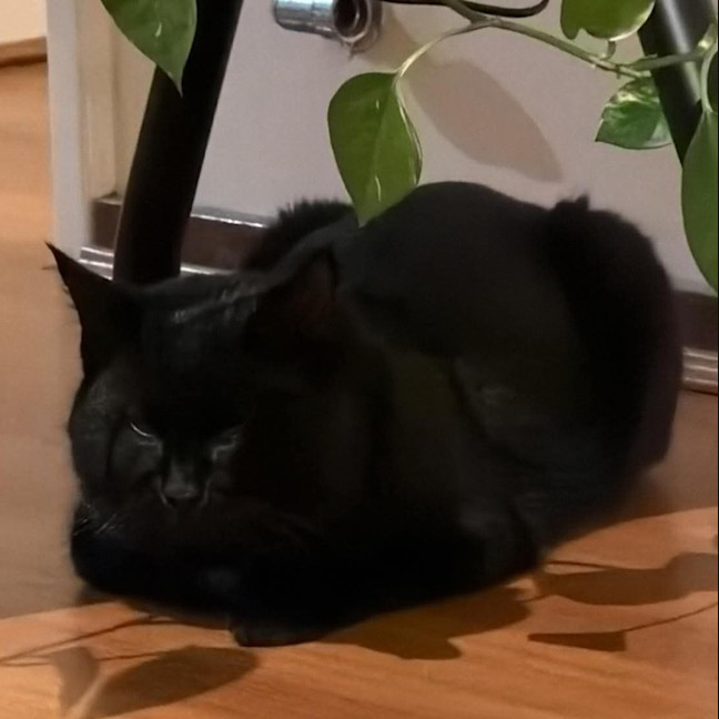 Photo of Catsby
